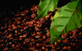 Зёрна и листья кофе 
